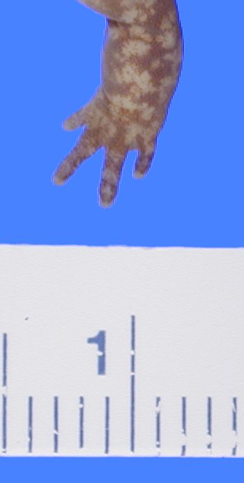 Media type: image; Herpetology A-8964